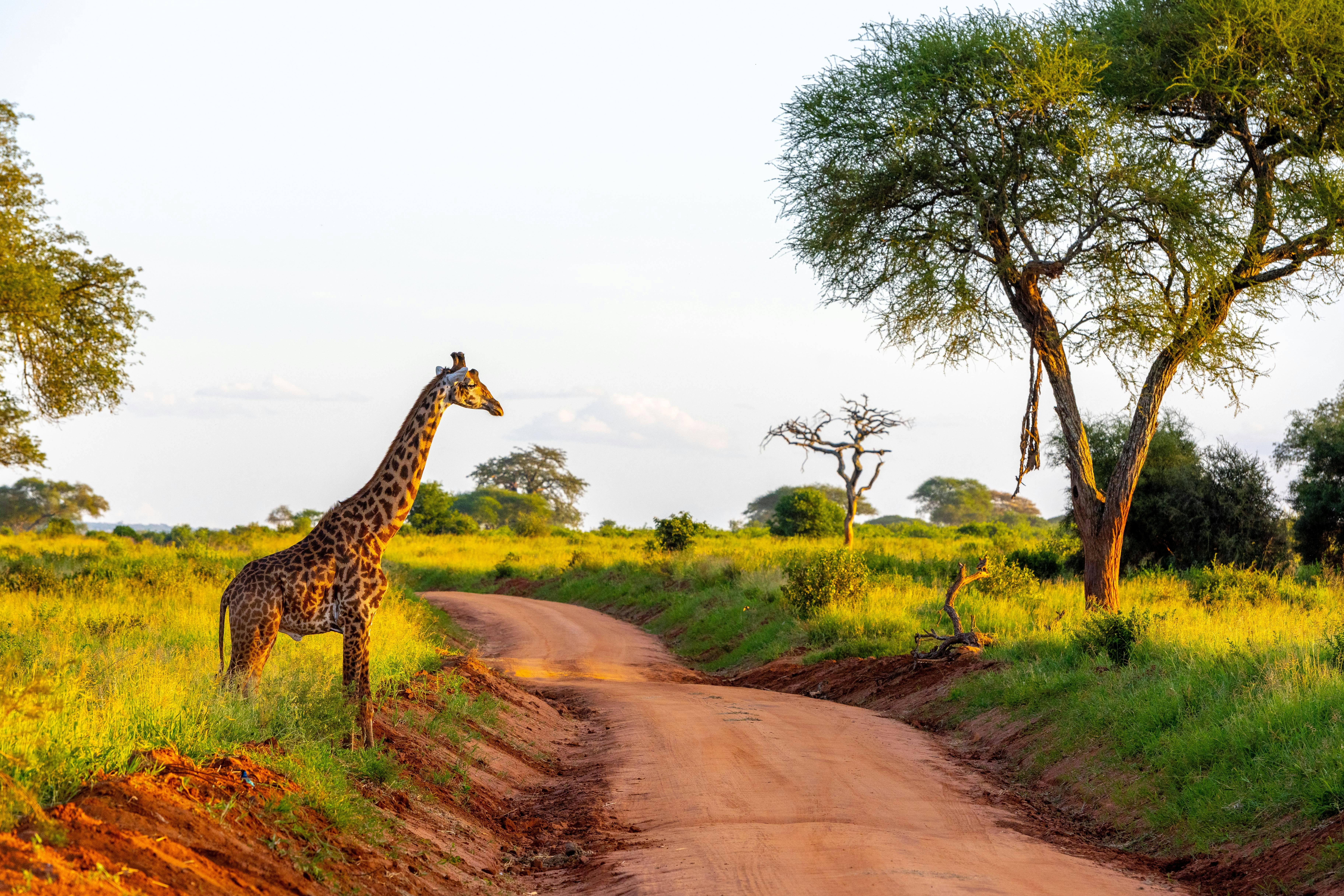 When to Travel: The Best Seasons to Visit Africa by Region