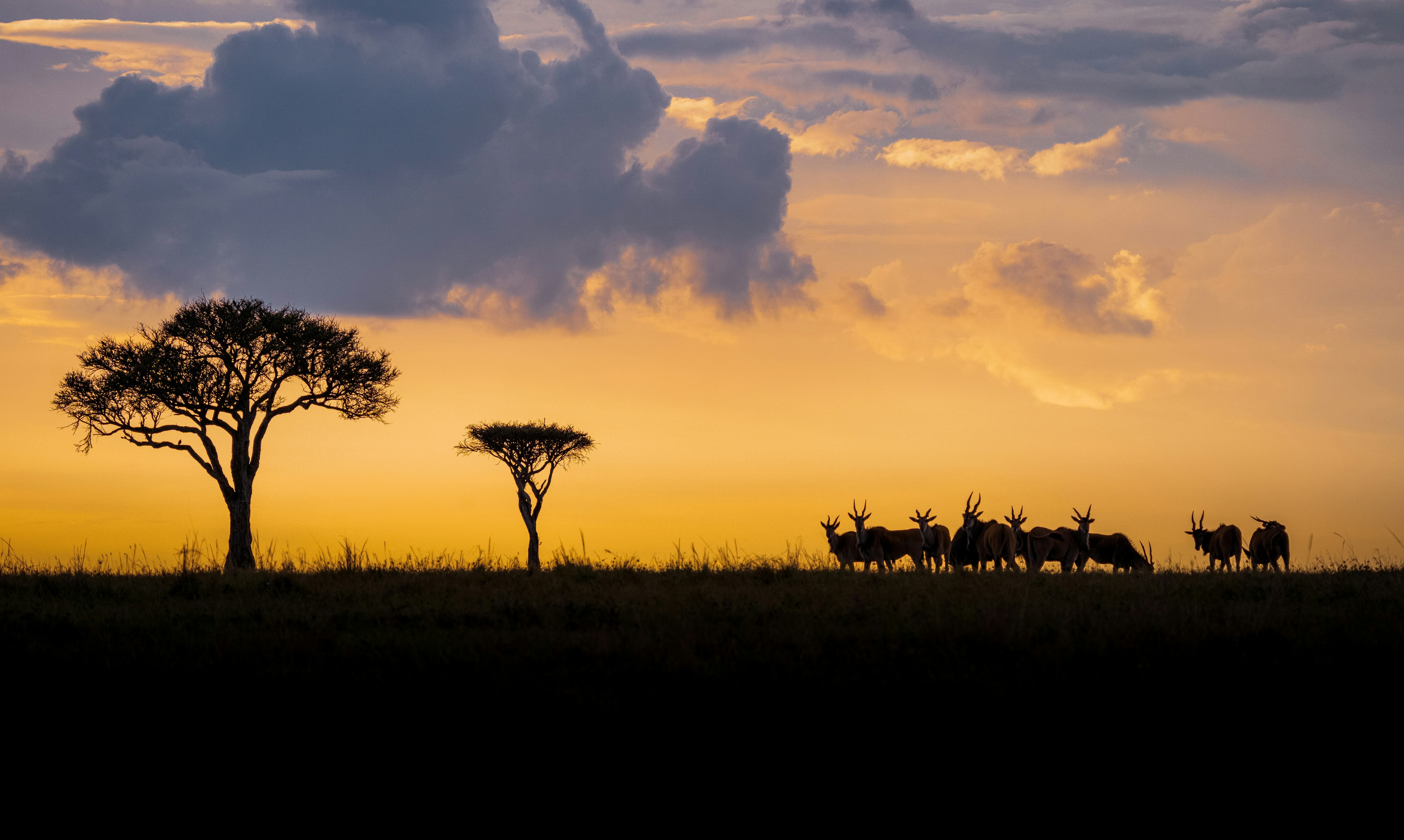 5-Day Maasai Mara Safari Adventure